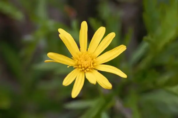 Flower of an African bush daisy, Euryops chrysanthemoides