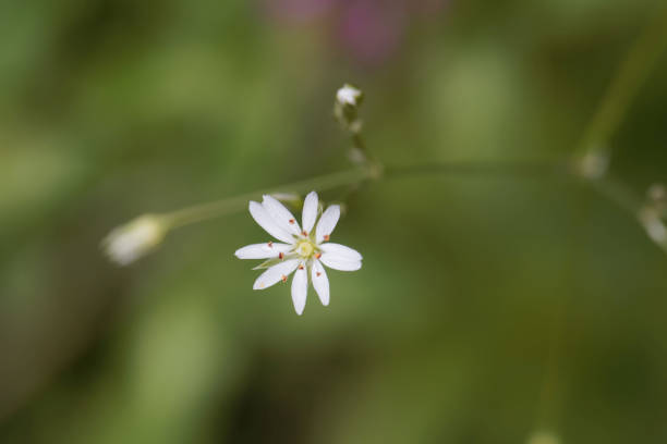 istock Common starwort, Stellaria graminea 1325971110