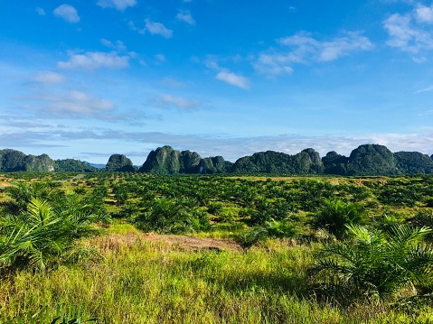 Oil palm plantation in South Kalimantan, Borneo Indonesia