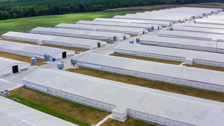 Farm buildings on field. Modern agriculture on a meadow. Flying over large barns surrounded by nature. Aerial view.