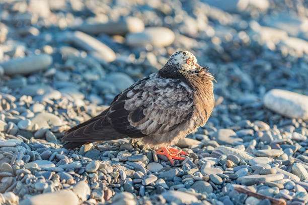 Colorful dove on the stones.