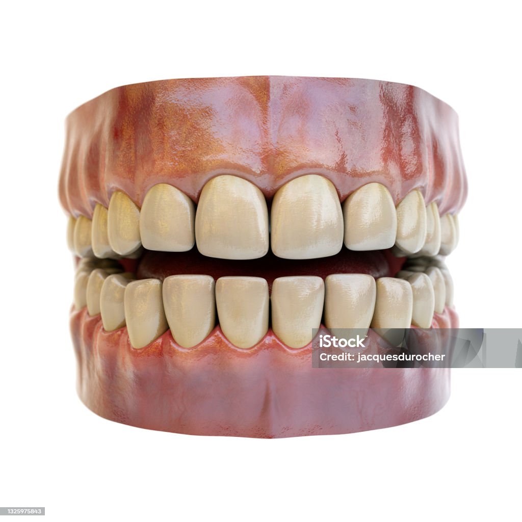 teeth and gum denture isolated on white background denture teeth and gum isolated on white background Cut Out Stock Photo