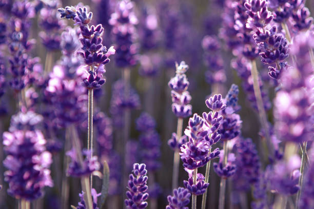 istock Lavender flower field at sunset rays 1325975891