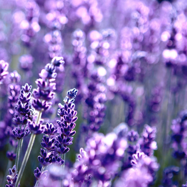 istock Lavender flower field at sunset rays 1325975943