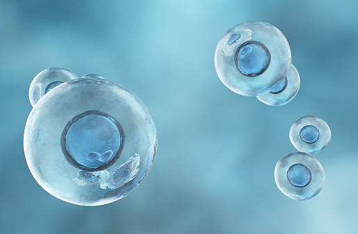 Human cell or Embryonic stem cell