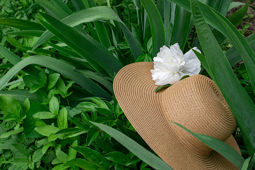 The hat is straw, decorated with white peony, forgotten in the garden on the grass.