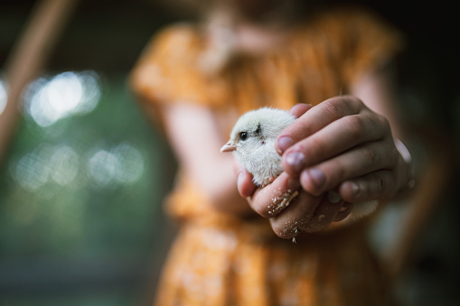 Cute newborn chickens, just hatched by their mother are held by curious children at a small hobby farm.  A fun learning experience.