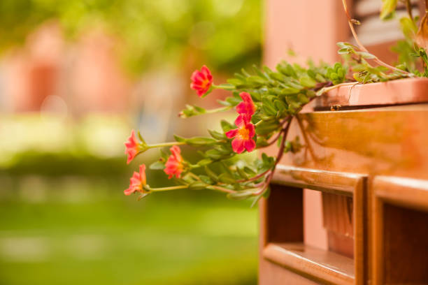 Terracotta pot of brightly colored flowers in the garden
