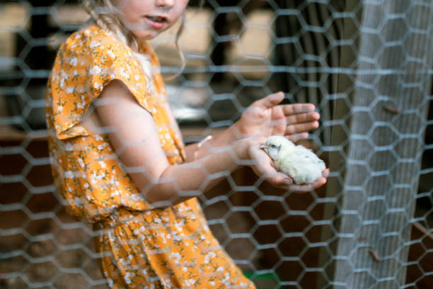 fille tenant un poussin nouvellement éclos - baby chicken human hand young bird bird photos et images de collection