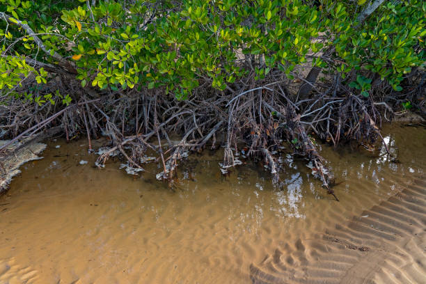 istock Saltwater Mangroves 1325978319