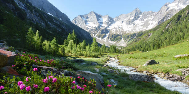panorama de un paisaje de montaña con rosas y glaciares alpinos - european alps tirol rhododendron nature fotografías e imágenes de stock