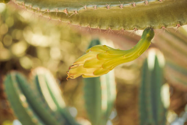 cactus plants at stone decorative summer garden sunlight