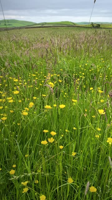 Wildflower meadow in Arrad Foot, Ulverston