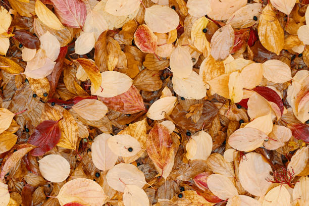 istock Flat lay of fallen autumn leaves. 1325979006