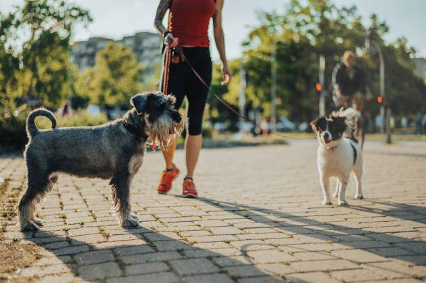 istock Unrecognized woman walking her two dogs on a leash 1325979132