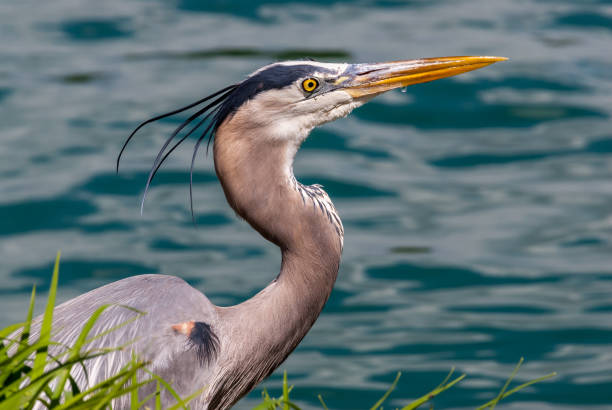 The Great Blue Heron (Ardea herodias) is a large wading bird common near open water and wetlands in North America, Central America, the Caribbean and the Galápagos Islands. It is the largest of the heron family native to North America. Blue herons are distinguished by slate-blue colored flight feathers, long legs and a long neck which is curved in flight. The face and head are white with black stripes. The long-pointed bill is a dull yellow. The great blue heron is found throughout most of North America from Alaska through Florida, Mexico, the Caribbean and South America. East of the Rocky Mountains herons are migratory and winter in the coastal areas of the Southern United States, Central America, or northern South America. Great blue herons thrive in almost any wetland habitat and rarely venture far from the water. The blue heron spends most of its waking hours hunting for food. The primary food in their diet is small fish. It is also known to feed opportunistically on other small prey such as shrimp, crabs, aquatic insects, rodents, small mammals, amphibians, reptiles, and birds. Herons hunt for their food and locate it by sight. Their long legs allow them to feed in deeper waters than other waders are able to. The common hunting technique is to wade slowly through the water and spear their prey with their long, sharp bill. They usually swallow their catch whole. The great blue heron breeds in colonies called rookeries, located close to lakes and wetlands. They build their large nests high up in the trees. This heron was photographed while hunting in the grass by Walnut Canyon Lakes in Flagstaff, Arizona, USA.