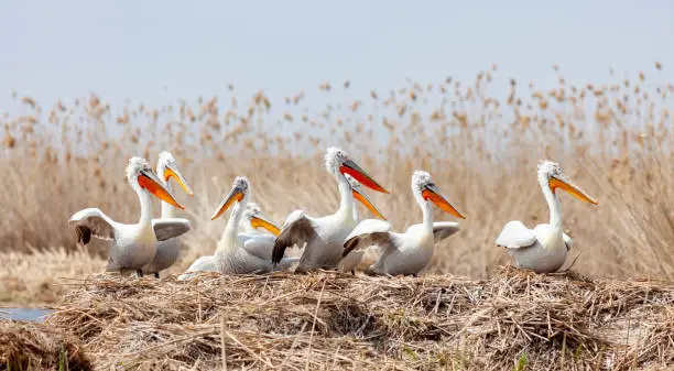 The flock of Dalmatian pelicans wildlife nesting in the delta of the Volga River, near the Caspian Sea, Astrakhan, Russia.