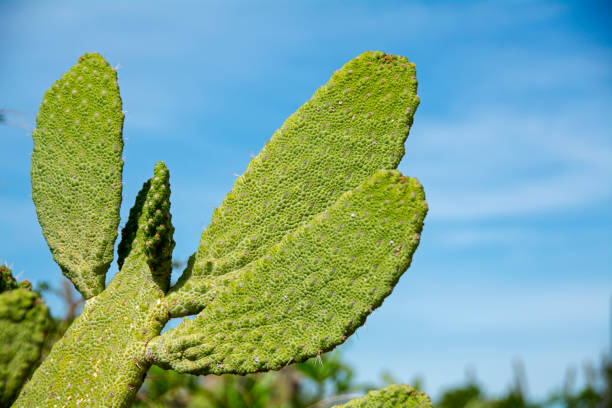 Cactus in Jaragua National Park. Pedernales. Dominican Republic
