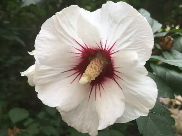 Hibiscus syriacus - Common names include the mugunghwa (in South Korea), rose of Sharon, Syrian ketmia, shrub althea, rose mallow