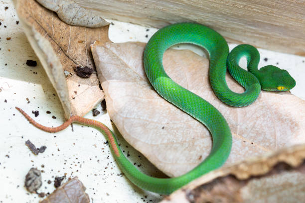 istock Beautiful large eyed viper sleeping. 1325985220