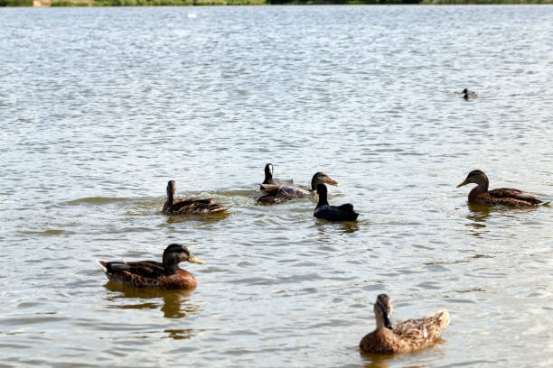 istock beautiful wild ducks in nature, wild nature 1325985809