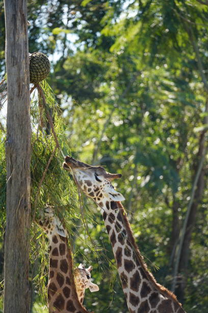 istock Giraffes eating leaves at the zoo 1325985846