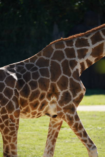 istock Close up of the patterns on a giraffe 1325985926