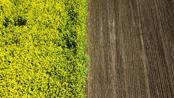 istock Aerial drone view flight. Flying over the rapeseed field during rapeseed flowers 1325986087