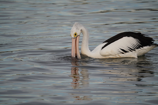 A pelican seaching for food in the ocean