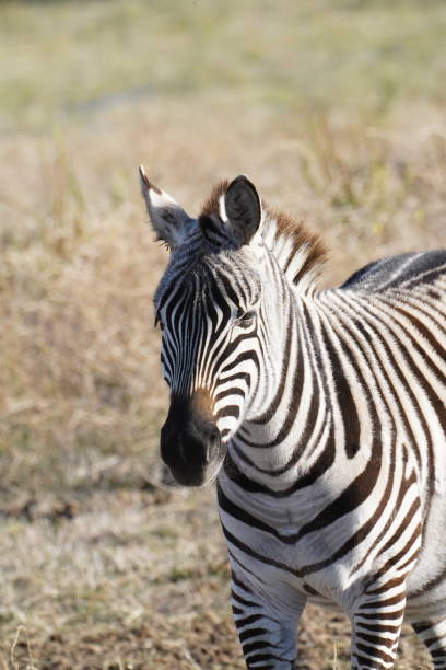 istock Portrait of a zebra at a zoo 1325986758