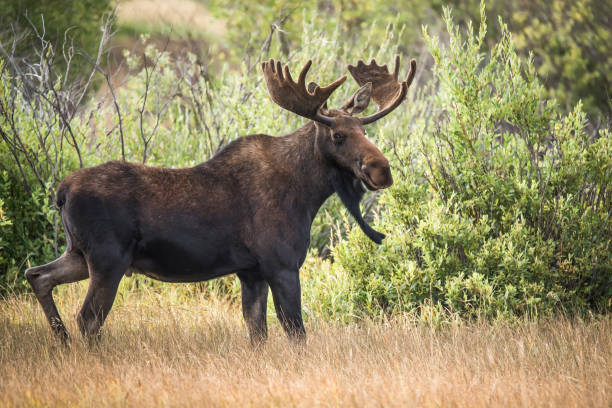 istock Bull moose with velvet antlers walking through the forest 1325986785