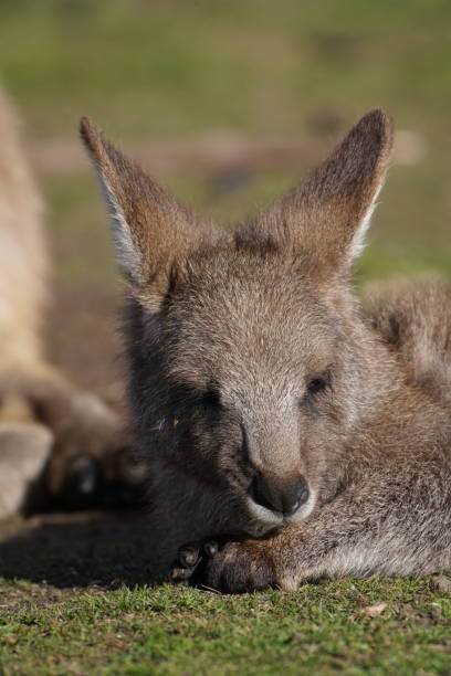 лесники кенгуру сп�ать на солнце - agile wallaby стоковые фото и изображения