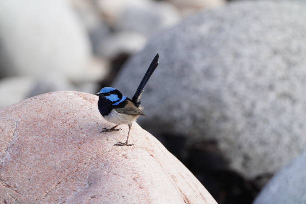 Fairy wren standing on a rock