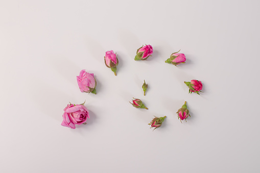 a group of rosebuds lie next to each other according to the degree of maturation. on a white background. the concept of progress and growth.