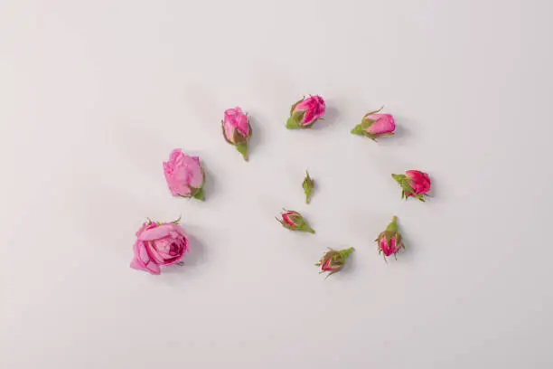 a group of rosebuds lie next to each other according to the degree of maturation. on a white background. the concept of progress and growth.