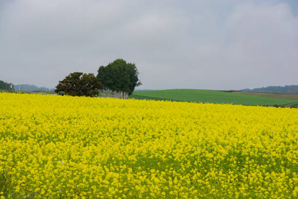 istock Canola field in the summer hilly area 1325990479