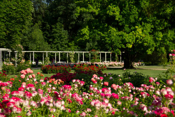 Summer Rose Garden Beds of Roses with Large Group of Pink, Peach Color and Red Flowers in Bloom Classic White Rose Arbor Covered with Climbing Rose Bushes with Pink and Red Flowers in Bloom and Trees in the Background in the Margaret Island Rose Garden in Budapest, Hungary in June 2021 - Margaret Island is an island in the middle of the Danube river in downtown Budapest, Hungary. The island is mostly covered by landscape parks, and is a popular recreational area. margitsziget stock pictures, royalty-free photos & images