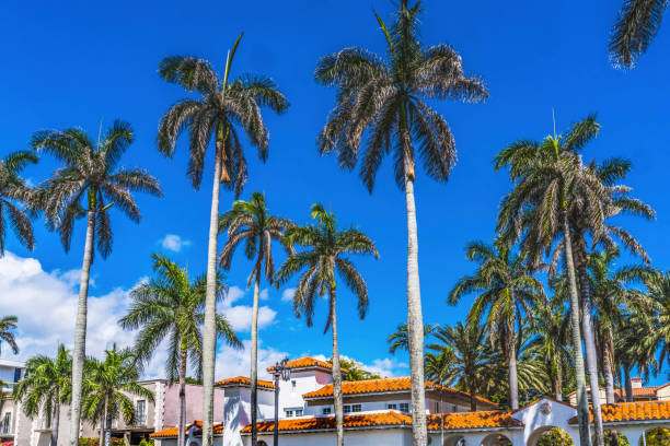istock Palm Trees Orange Roofs Buildings Palm Beach Florida 1325993648