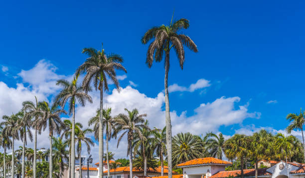 istock Palm Trees Orange Roofs Buildings Palm Beach Florida 1325993663
