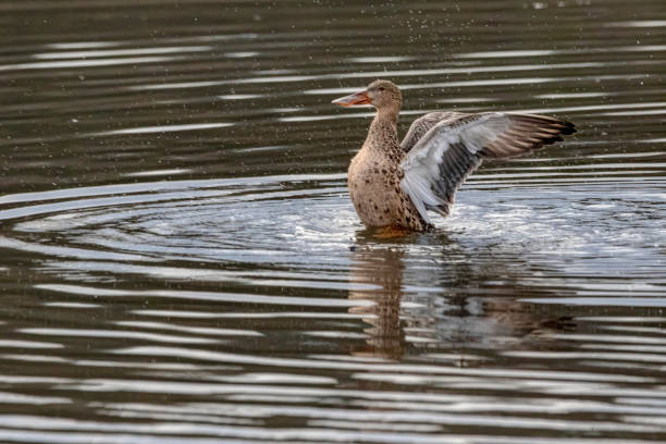 istock Female Mallard Duck flapping wings 1325994235
