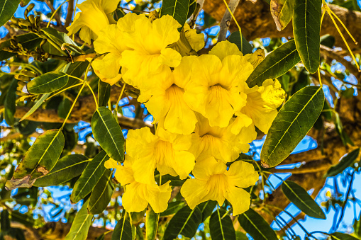 Tecoma stans is a species of flowering perennial shrub in the trumpet vine family Bignoniaceae. Common names include Yellow trumpetbush, Yellow bells, Yellow elder and Ginger Thomas. The large, showy, golden yellow, trumpet-shaped flowers are in clusters at the ends of branches.