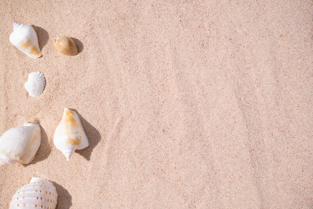 istock Sea shell conch on sand beach at coast. 1325995429