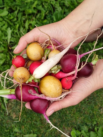 Multicolor radish, ecological agriculture