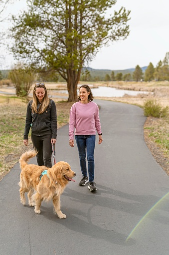 Two women talk happily while on a relaxing walk along a paved walking path through a natural parkland in the Pacific Northwest region of the United States. One of the women is walking a cute golden retriever on a leash. Relaxation exercise, friendship, community, pets, and healthy lifestyle concepts.