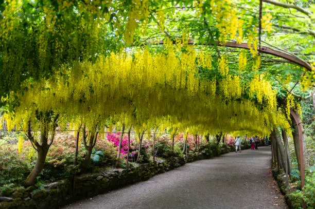 Photo of Garden with blooming laburnum arch during spring time
