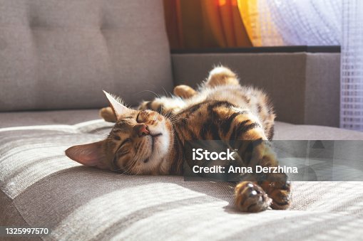 istock Bengal cat lying on sofa and smiling. 1325997570