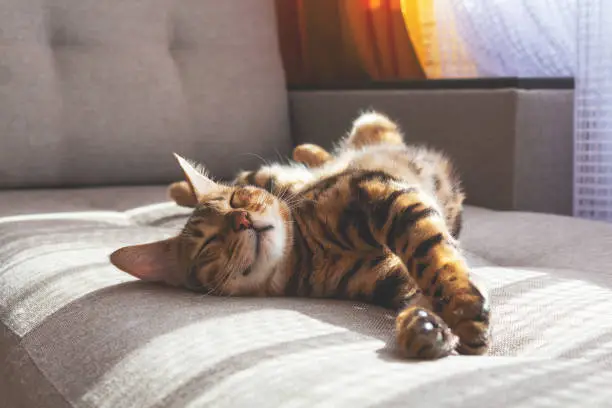 Amazing domestic bengal cat with spotted fur lying on sofa and smiling In her sleep. Cat's dreams.