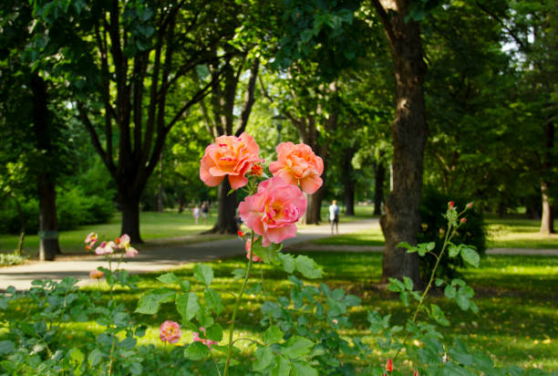 Bed of Roses with Small Group of Peach Color Flowers in Bloom in the Foreground Pedestrian Walkways, Lawn and Trees in the Background in the Margaret Island Rose Garden in Budapest, Hungary in June 2021 - Margaret Island is an island in the middle of the Danube river in downtown Budapest, Hungary. The island is mostly covered by landscape parks, and is a popular recreational area.