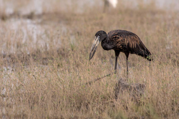 Beautiful Open Billed Stork looking for food Okavango Delta, Botswana african openbill anastomus lamelligerus stock pictures, royalty-free photos & images