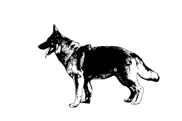 czarno-biały profil owczarka niemieckiego. dorosły pies stojący z otwartymi ustami i językiem wiszącym. - german shepherd illustrations stock illustrations